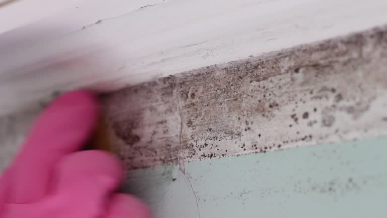 Mold Remediation for Vacation Homes in Forreston, IL